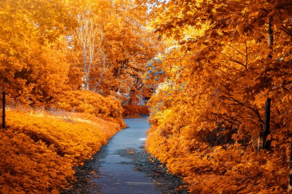 Autumn, Autumn park, Autumn trees, Foliage, Path, Autumn leaves, HD, 2K, 4K