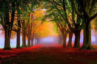 Autumn, Fall, Tress, Fog, Foliage, Autumn, Fall, Tress, Fog, Foliage, HD, 2K, 4K, 5K