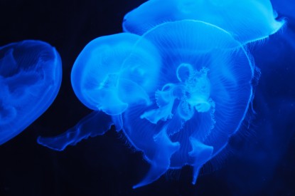 Blue, Blue jellyfish, Underwater, HD, 2K, 4K