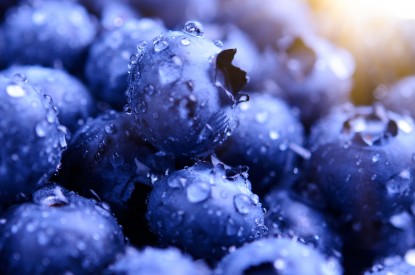 Blueberries, Macro, Blueberries, Macro, HD, 2K