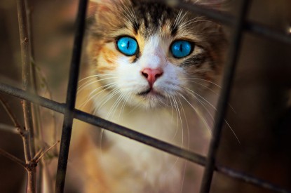 Cat, Cute, Blue, Cat, Cute, Blue eyes, HD, 2K