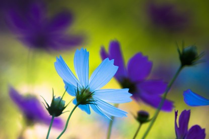Cosmos, Flowers, Blue, Purple, Cosmos, Flowers, Blue, Purple, HD, 2K, 4K