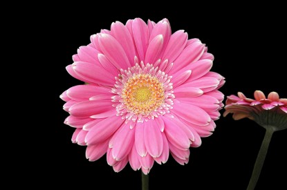 Gerbera, Gerbera flower, Pink, HD, 2K, 4K