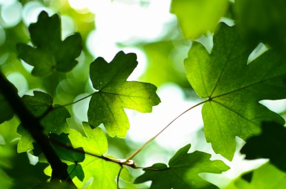 Green, Green leaves, Spring, HD, 2K, 4K