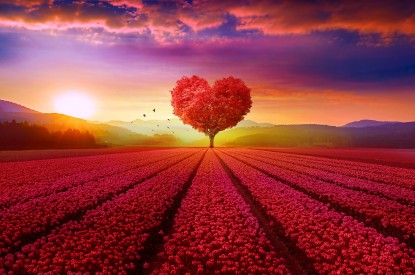 Love, Love heart, Tree, Flower garden, Heart tree, Sunrise, Scenery, Red, HD, 2K, 4K