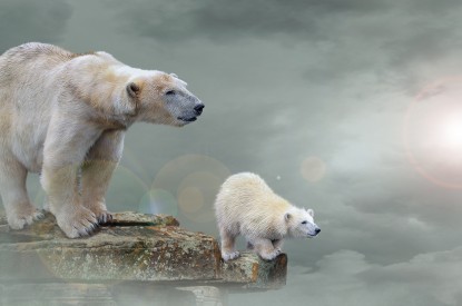 Polar, Polar bears, Polar bear cub, HD, 2K, 4K