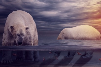 Polar, Polar bears, Ocean, Underwater, Sunset, HD, 2K, 4K, 5K, 8K
