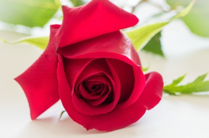 Red, Red rose, HD, 2K