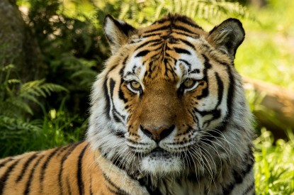 Siberian, Siberian Tiger, Dartmoor Zoo, HD, 2K