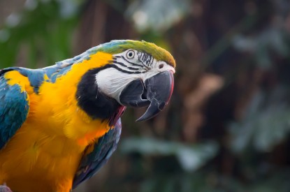 South, South American parrot, Blue-and-yellow macaw, HD, 2K