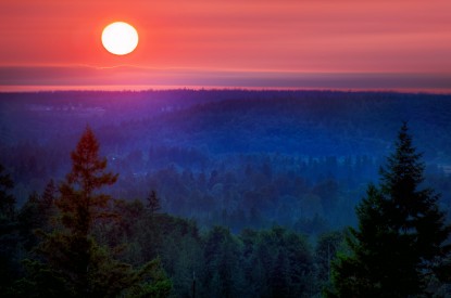 Sunset, Forest, Sunset, Forest, HD, 2K