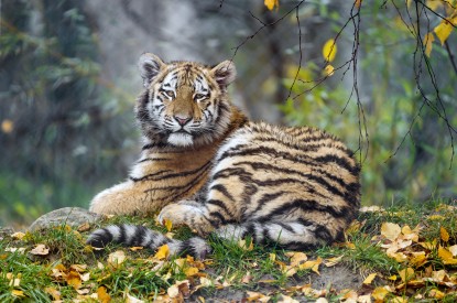 Tigress, Cub, Young, Autumn, Tigress, Cub, Young, Autumn, HD, 2K, 4K, 5K