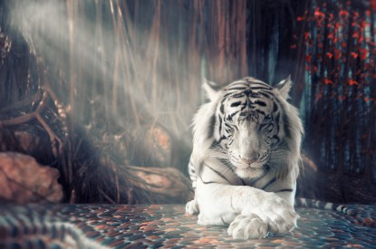 White, White tiger, Forest, Autumn, Sunlight, Surreal, HD, 2K