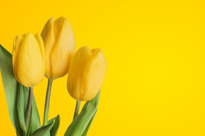 Yellow, Yellow tulips, Yellow background, HD, 2K, 4K