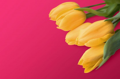 Yellow, Yellow tulips, Red background, HD, 2K, 4K