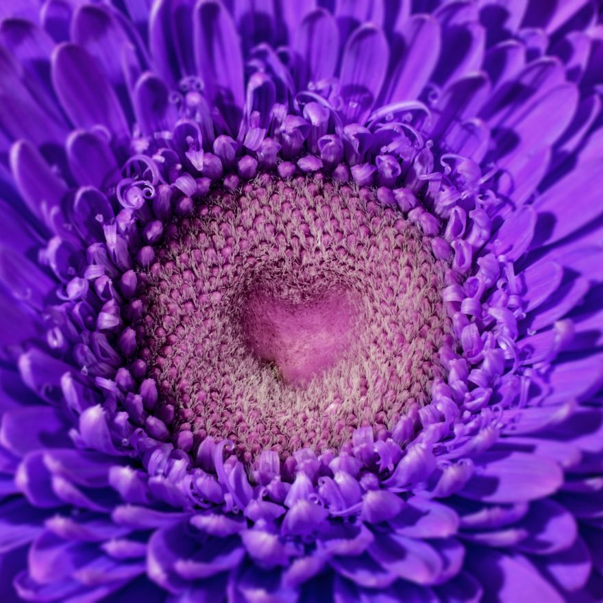 Gerbera, Gerbera flower, Violet, Blossom, Pollen, Love heart, HD, 2K, 4K