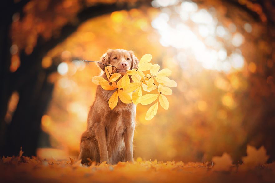 Golden, Golden Retriever, Autumn leaves, Foliage, HD, 2K, 4K