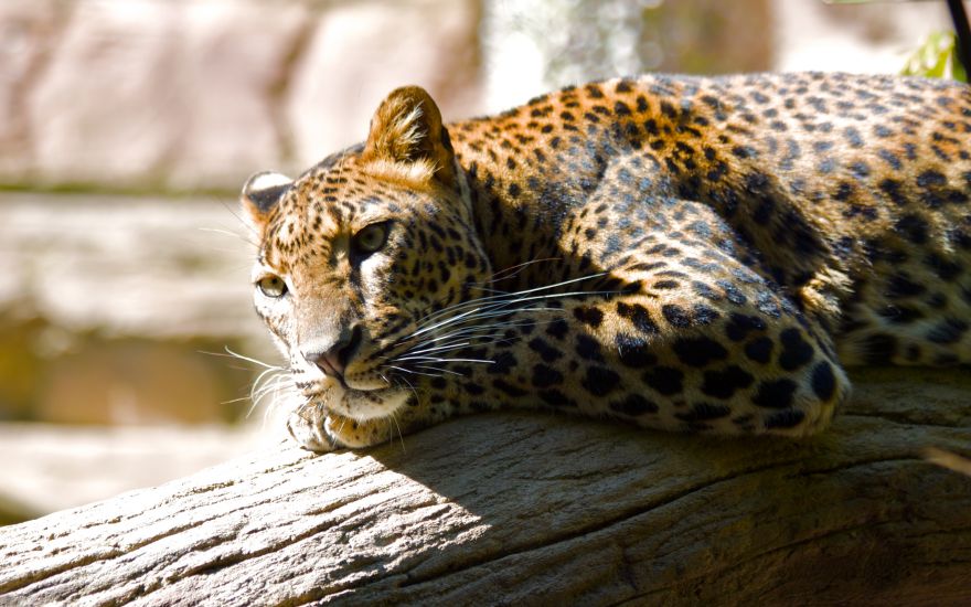 Leopard, Fuengirola, Leopard, Fuengirola zoo, Spain, HD, 2K
