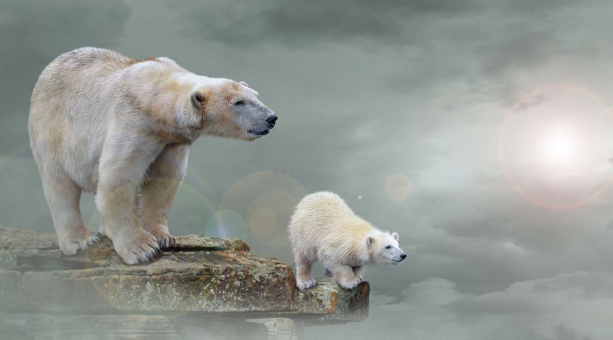 Polar, Polar bears, Polar bear cub, HD, 2K, 4K