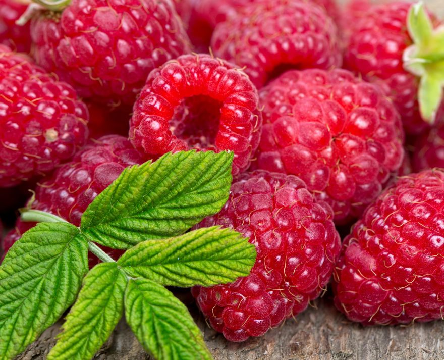 Raspberry, Raspberry Fruits, Leaf, Raspberries, HD, 2K, 4K