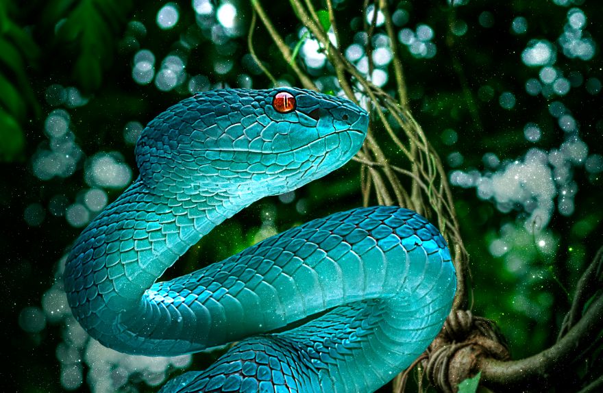 Snake, Blue, Forest, Snake, Blue, Forest, HD, 2K